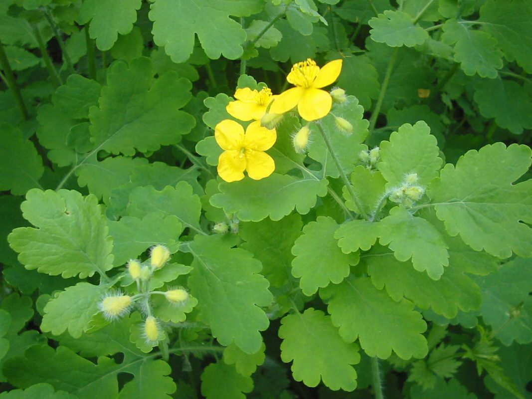 chelidonium majus uses in hindi