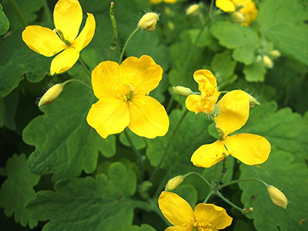 chelidonium majus uses in hindi  मुख्य उपयोग और लाभ  