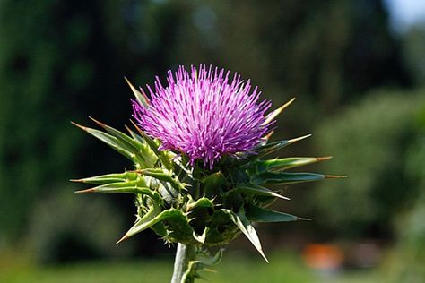 सेवन विधि और खुराक