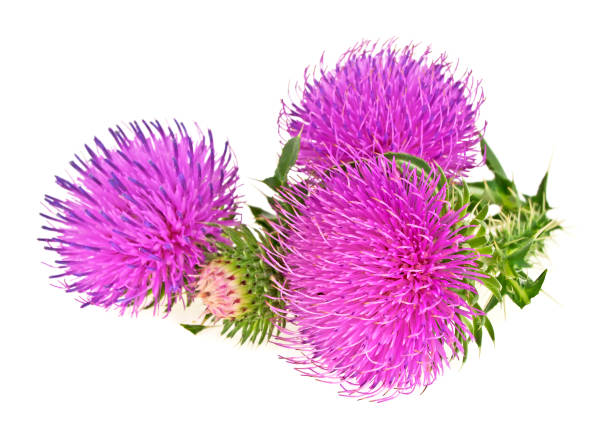 carduus marianus q uses in hindi