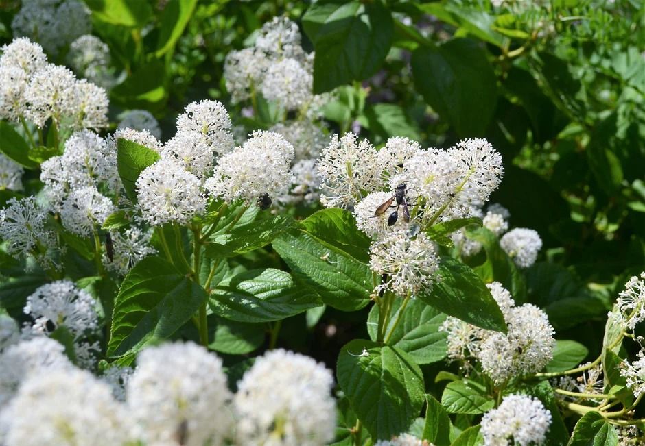 ceanothus americanus q uses in hindi