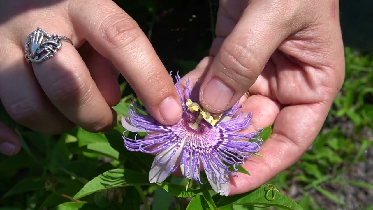 passiflora incarnata uses in hindi