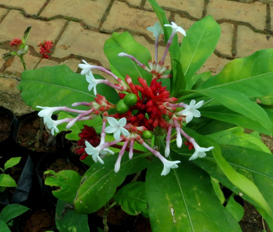 rauwolfia serpentina uses in hindi