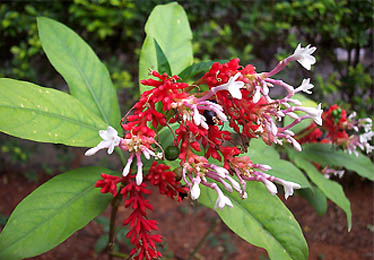 rauwolfia serpentina uses in hindi